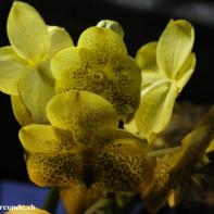 Orchideen Ausstellung in der Orangerie Elfenau 030.jpg